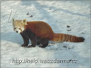 panda2