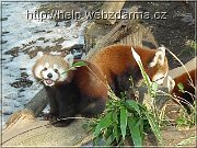 pandy1