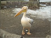 pelikan