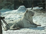 tyger