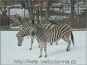 zebry