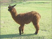 lama02