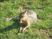 mara