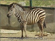 zebra