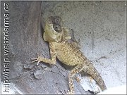 agama