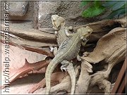 agama01