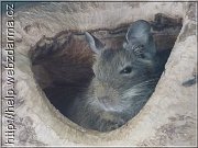 degu
