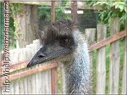 emu