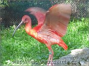 ibis