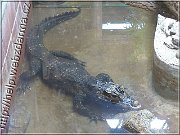 krokodil