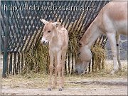 kulan01