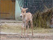 kulan02