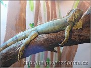 leguan