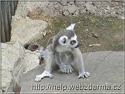 lemur01