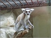 lemur02