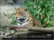 leopard