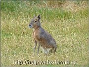 mara