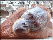 orangutan01