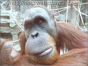 orangutan02