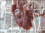 orangutan03