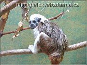 tamarin