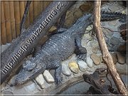 krokodil