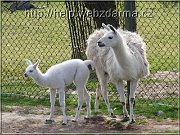 lama