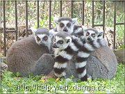 lemuri1