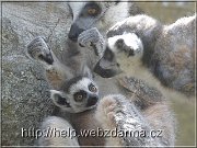 lemuri3