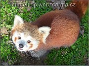 panda1