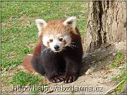 panda2