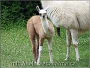 lama