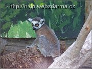 lemur1