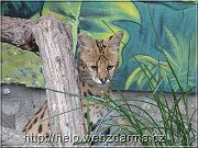 serval