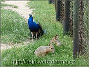 trio