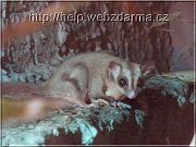 veverica