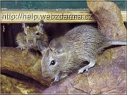 degu2