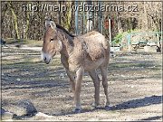 kulan