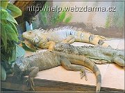 leguan