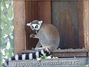 lemur1
