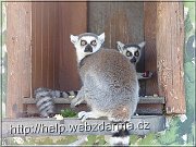 lemur2