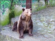 medved