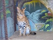 serval