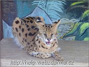 serval1
