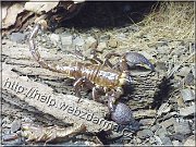 skorpion