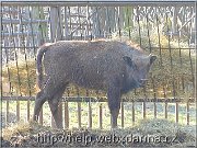 zubor1
