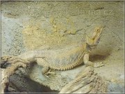 agama