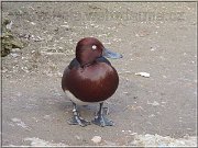 chochlacka