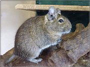 degu
