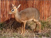 dikdik